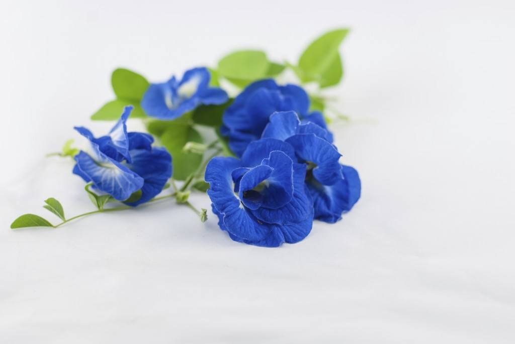 Blue Butterfly Pea Flower isolated on white background